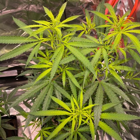 Mac 1&2 growlog photo: Just water ph 6.6