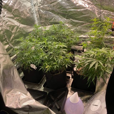 Mac 1&2 growlog timeline photo