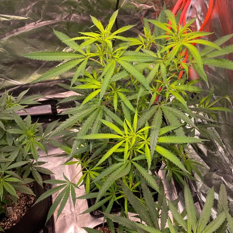 Mac 1&2 growlog photo: Just water ph 6.6