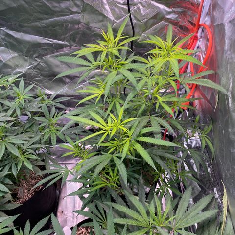 Mac 1&2 growlog timeline photo