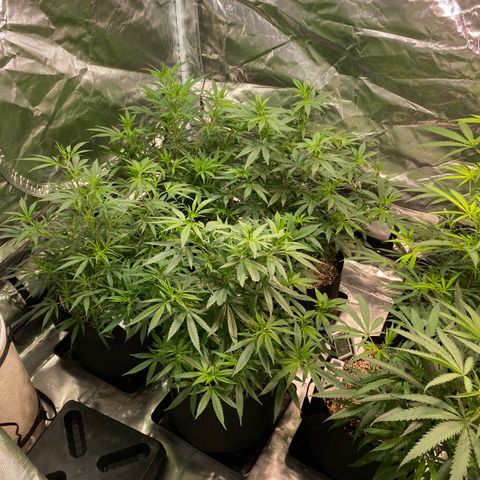 Mac 1&2 growlog timeline photo