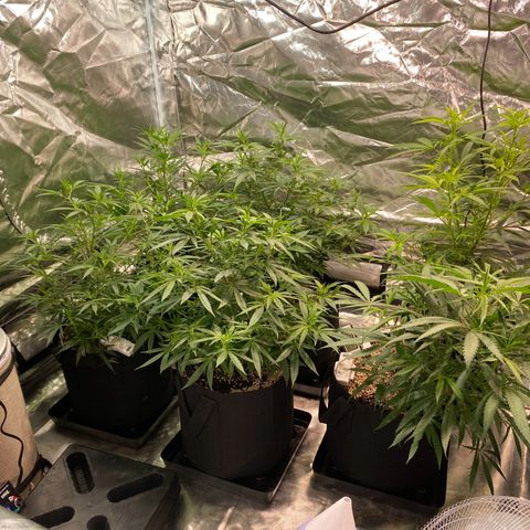 Mac 1&2 growlog timeline photo