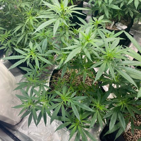 Mac 1&2 growlog photo: Just water ph6.8