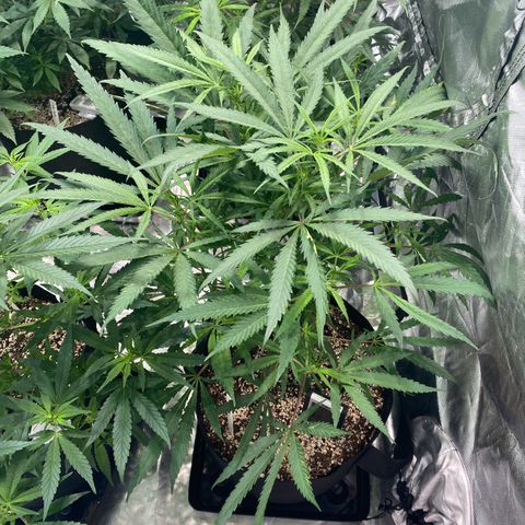 Mac 1&2 growlog photo: Just water ph6.8