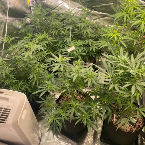 Mac 1&2 growlog photo: Just water ph6.8