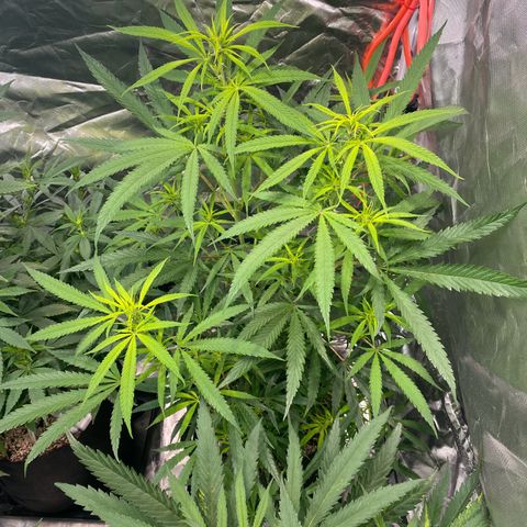 Mac 1&2 growlog photo: Just water ph6.8