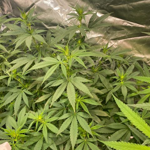 Mac 1&2 growlog photo: Just water ph6.8