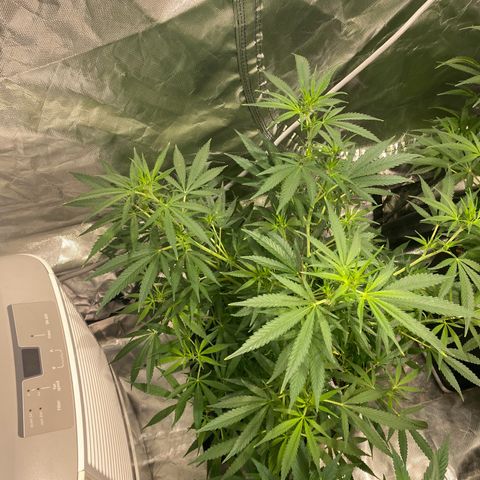 Mac 1&2 growlog photo: Just water ph6.8