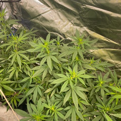 Mac 1&2 growlog photo: Just water ph6.8