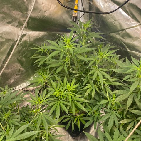 Mac 1&2 growlog photo: Just water ph6.8