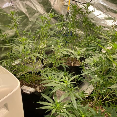 Mac 1&2 growlog timeline photo