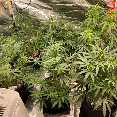 Mac 1&2 growlog timeline photo