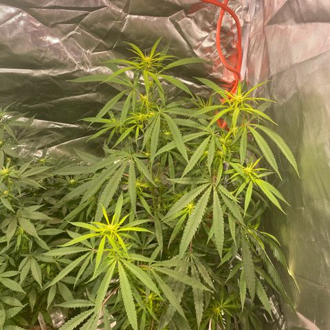 Mac 1&2 growlog timeline photo