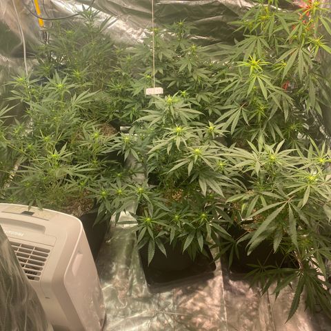 Mac 1&2 growlog timeline photo