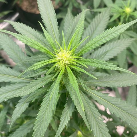 Mac 1&2 growlog timeline photo