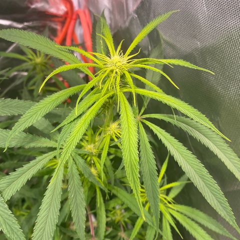 Mac 1&2 growlog timeline photo