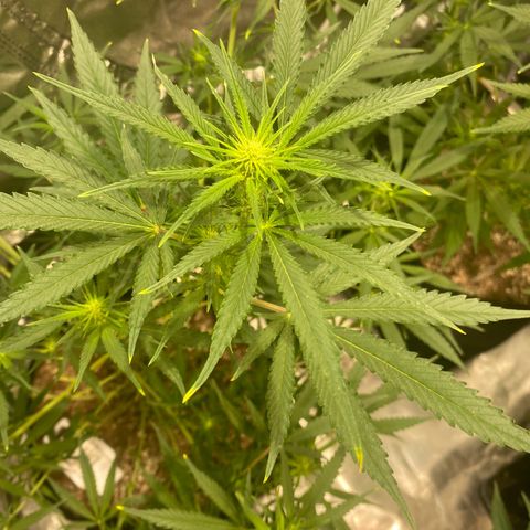 Mac 1&2 growlog timeline photo
