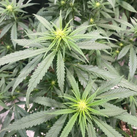 Mac 1&2 growlog timeline photo