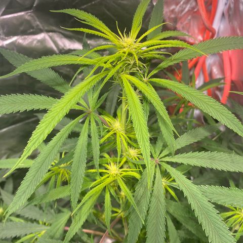 Mac 1&2 growlog timeline photo