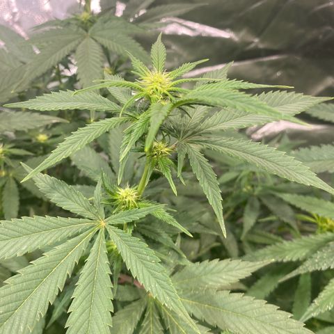 Mac 1&2 growlog timeline photo