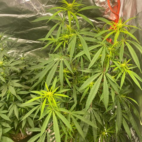 Mac 1&2 growlog timeline photo