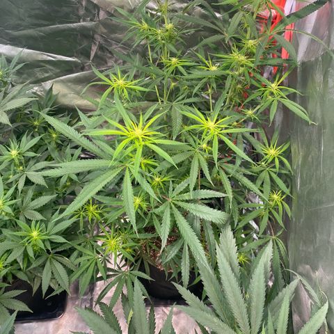 Mac 1&2 growlog photo: Next morning after recharge/mollasses tea