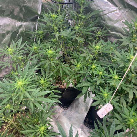 Mac 1&2 growlog photo: Next morning after recharge/mollasses tea