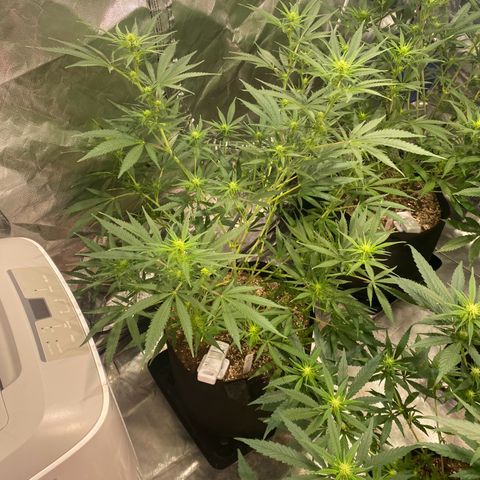 Mac 1&2 growlog photo: Next morning after recharge/mollasses tea