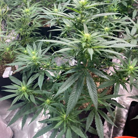 Mac 1&2 growlog photo: Next morning after recharge/mollasses tea