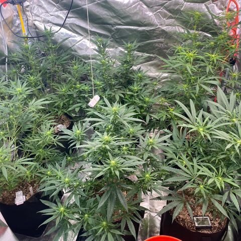 Mac 1&2 growlog photo: Next morning after recharge/mollasses tea