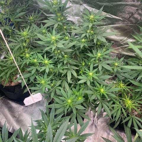 Mac 1&2 growlog photo: Next morning after recharge/mollasses tea
