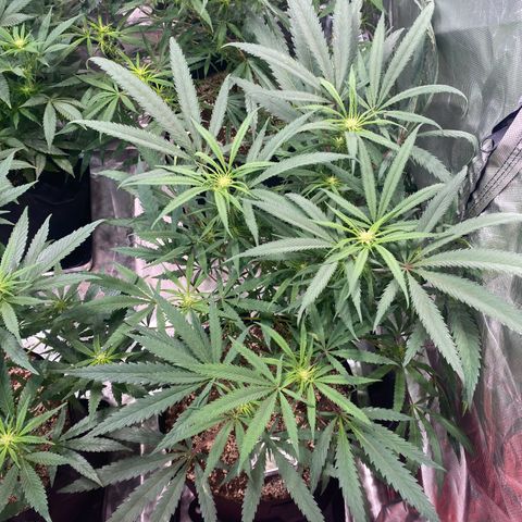 Mac 1&2 growlog photo: Next morning after recharge/mollasses tea