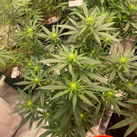 Mac 1&2 growlog photo: Next morning after recharge/mollasses tea