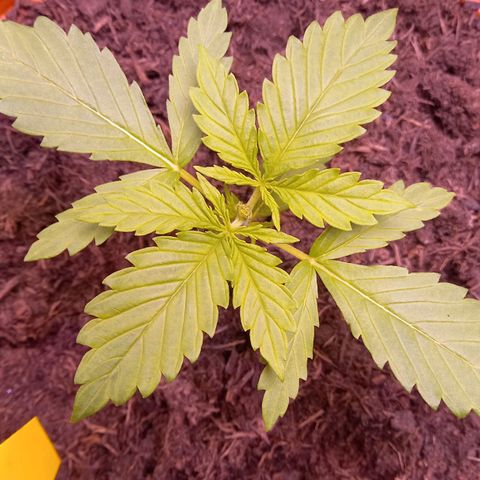 Purple Bud growlog photo: Fim