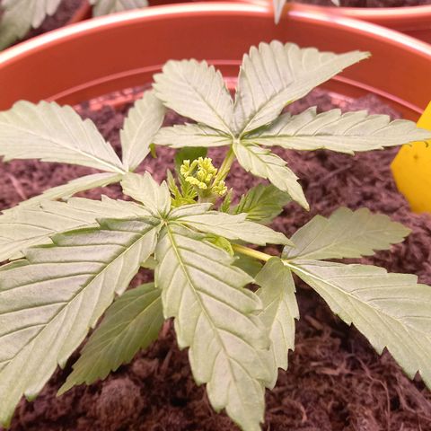 Purple Bud growlog timeline photo