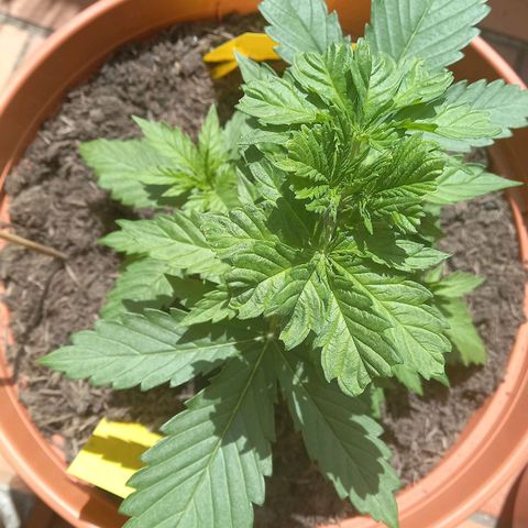 Purple Bud growlog timeline photo