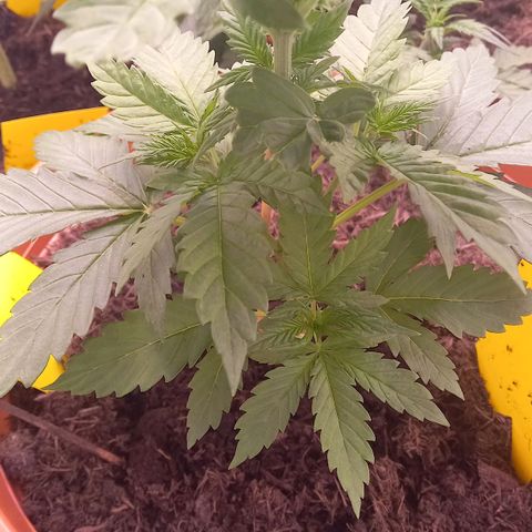 Purple Bud growlog timeline photo