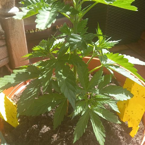Purple Bud growlog timeline photo
