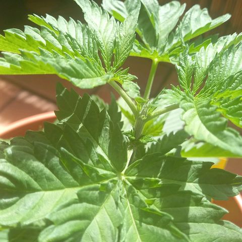Purple Bud growlog timeline photo
