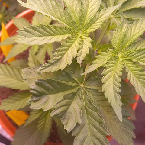 Purple Bud growlog timeline photo