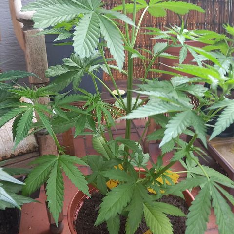 Purple Bud growlog timeline photo