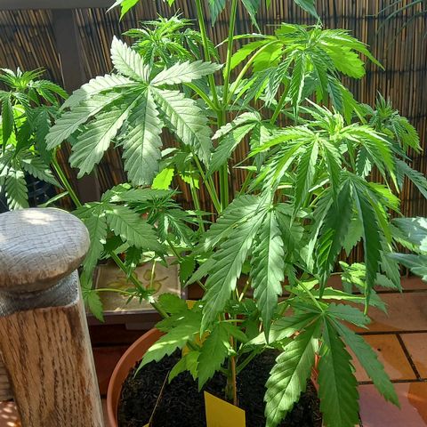 Purple Bud growlog timeline photo