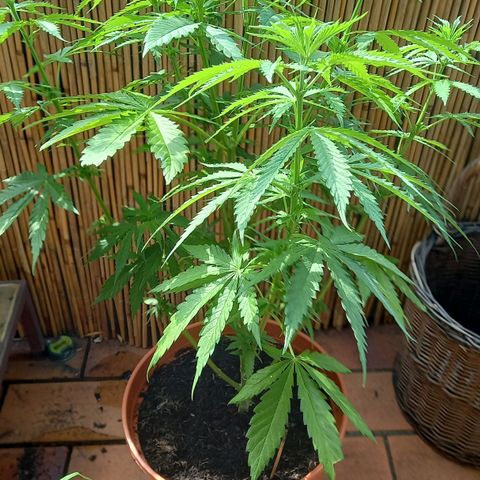 Purple Bud growlog timeline photo