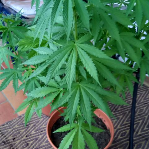 Purple Bud growlog timeline photo