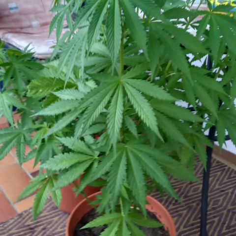 Purple Bud growlog timeline photo
