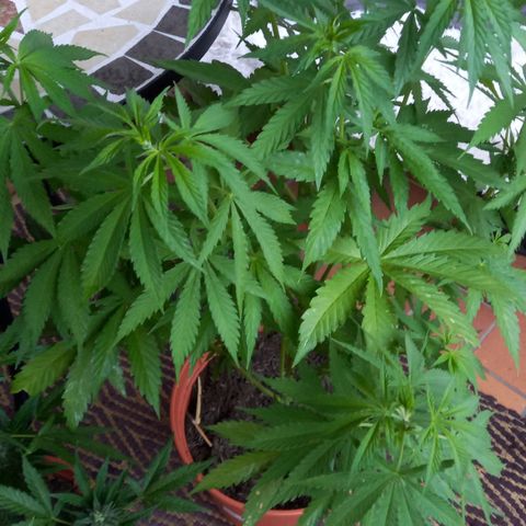 Purple Bud growlog timeline photo