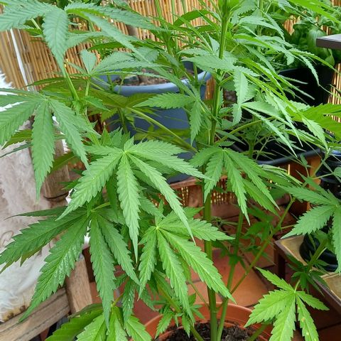 Purple Bud growlog timeline photo