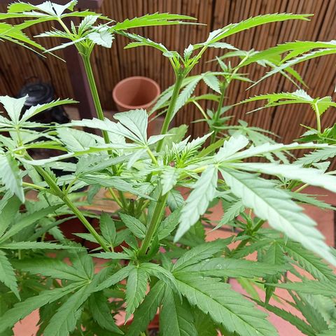 Purple Bud growlog timeline photo