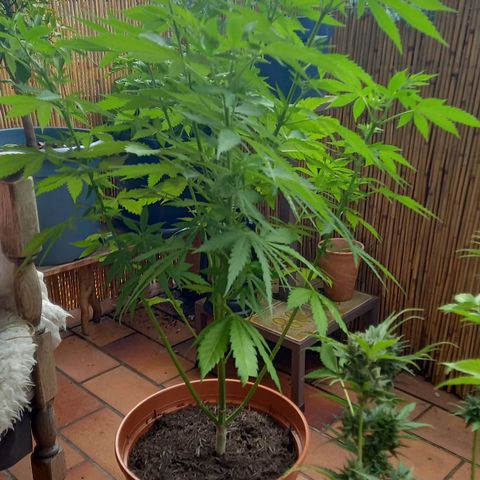 Purple Bud growlog timeline photo