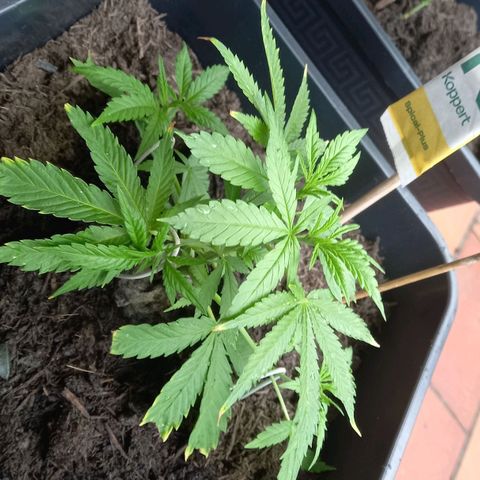 Purple Bud growlog timeline photo